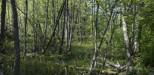 Helsinki Biennale 2025: 35 artisti tra isole, parchi e musei della capitale