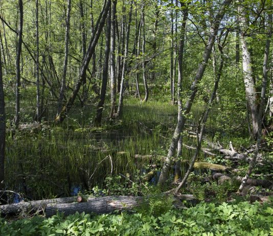 Helsinki Biennale 2025: 35 artisti tra isole, parchi e musei della capitale