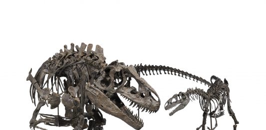 Non si è ancora estinta la dinosauromania, all’asta tre esemplari giurassici