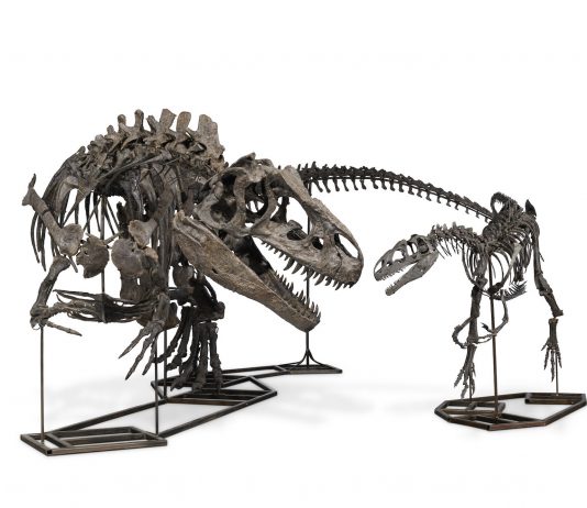 Non si è ancora estinta la dinosauromania, all’asta tre esemplari giurassici
