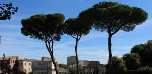 Il cuore verde del Colosseo, un patrimonio naturale da proteggere colosseo patrimonio naturale