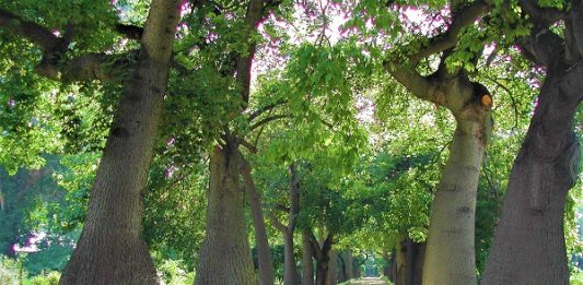 Oltre il giardino: aperte le candidature per il corso sui parchi storici