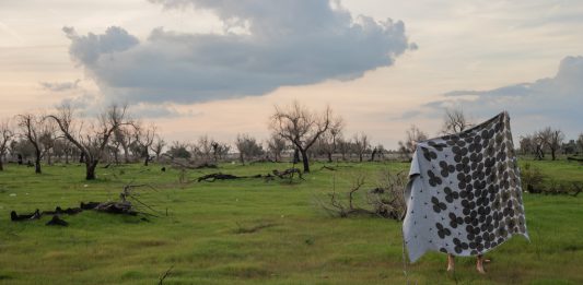 Tramemoria: il progetto che trasforma la crisi degli ulivi pugliesi in design R+S Design Research, Tramemoria