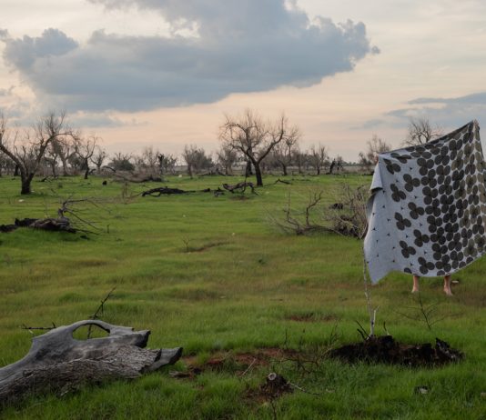 Tramemoria: il progetto che trasforma la crisi degli ulivi pugliesi in design R+S Design Research, Tramemoria