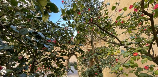 Boboli, un segreto ritrovato: il Giardino delle Camelie riapre al pubblico