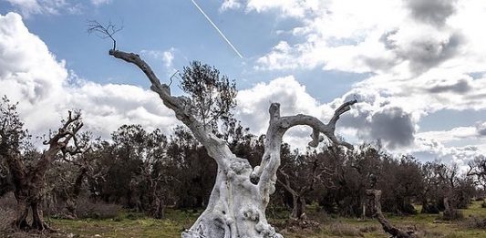 Campo dei Giganti: l’open call per residenze in Salento, tra arte e paesaggio