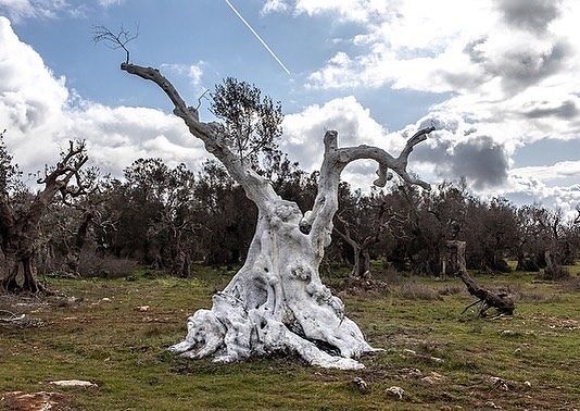 Campo dei Giganti: l’open call per residenze in Salento, tra arte e paesaggio