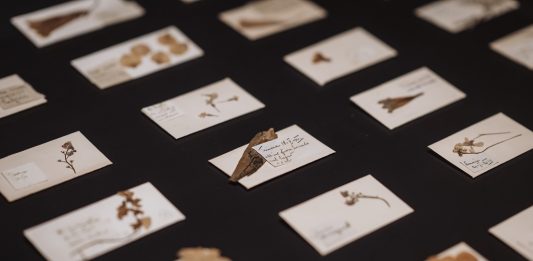 In mostra al Castello di Miradolo la meraviglia degli erbari d’autore erbari