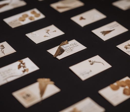 In mostra al Castello di Miradolo la meraviglia degli erbari d’autore erbari