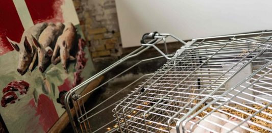 Danimarca, shock per la mostra di Marco Evaristti: maialini lasciati morire Marco Evaristti maialini