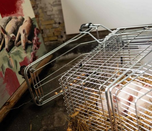 Danimarca, shock per la mostra di Marco Evaristti: maialini lasciati morire Marco Evaristti maialini