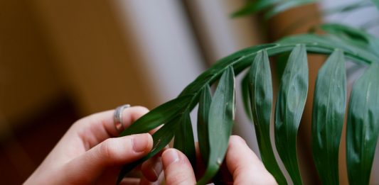 A Udine una mostra che insegna a vivere con le piante