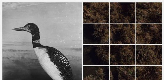 Una barena intera e portatile: la mostra di Matteo de Mayda da Panorama