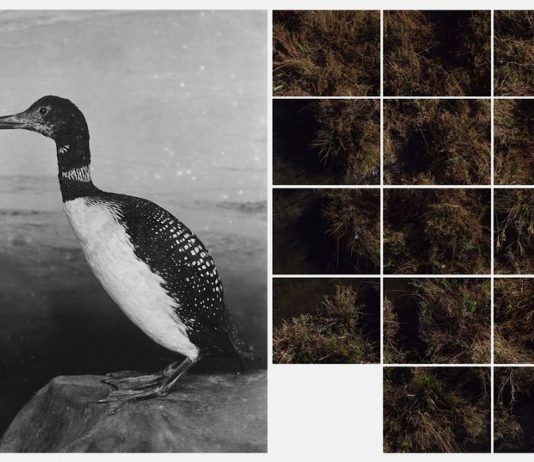 Una barena intera e portatile: la mostra di Matteo de Mayda da Panorama