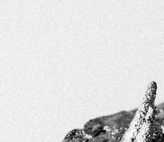 La natura, corpo erotico e archetipo: una doppia mostra da Spazio Iris