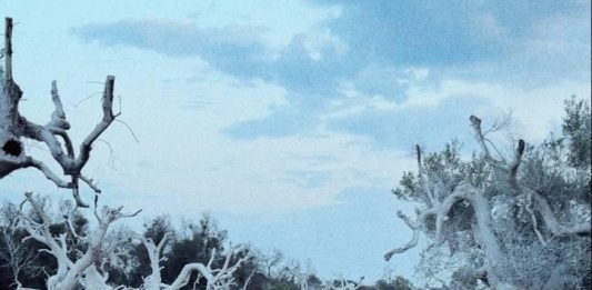 Una residenza artistica in Puglia per curare le ferite del paesaggio