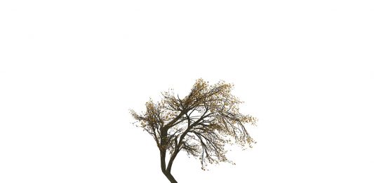 Fiorire è un gesto politico: a Rimini, un progetto espositivo tutto al femminile