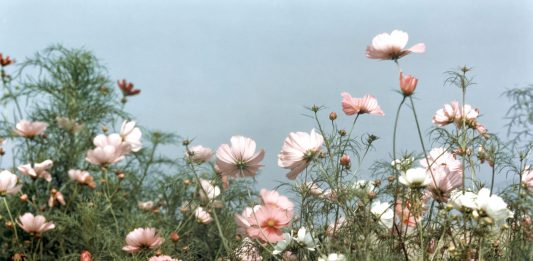 Oltre il bacio. Alfred Eisenstaedt, il fotografo che ha immortalato il Novecento
