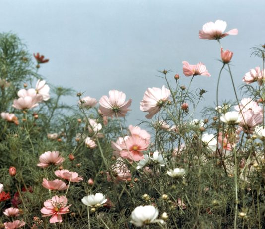 Oltre il bacio. Alfred Eisenstaedt, il fotografo che ha immortalato il Novecento
