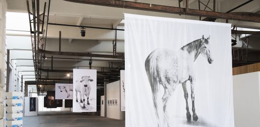 Nelle fotografie di Ottavio Celestino, il corpo animale diventa icona sacra