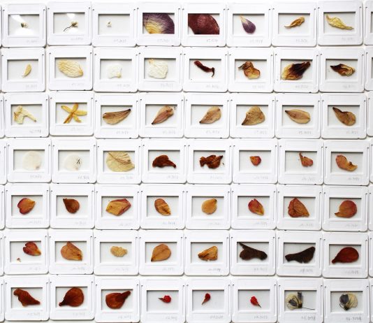 I giovanissimi finalisti del Premio Arte Acqua dell’Elba 2025 in mostra