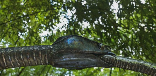Un serpente nella Tuscia: l’opera di Cristiano Carotti al Parco della Serpara