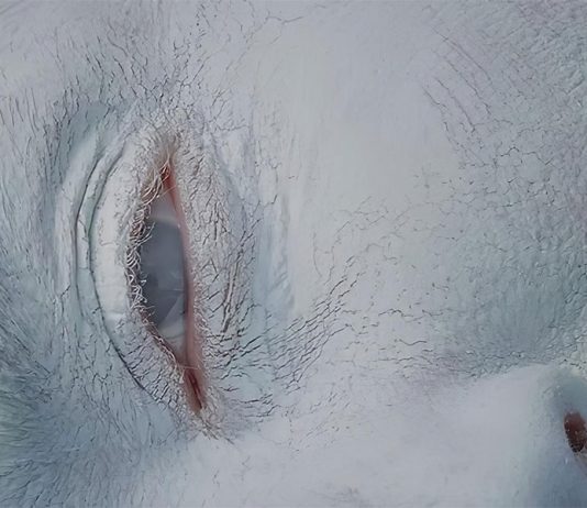 Valentina Gelain è la vincitrice della quinta edizione dell’exibart prize Valentina Gelain