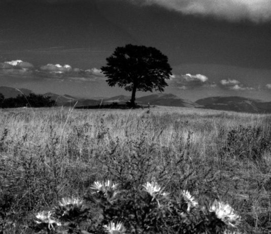 Giorgio Cutini, il canto visivo delle stagioni: fotografie alla Mole Vanvitelliana di Ancona