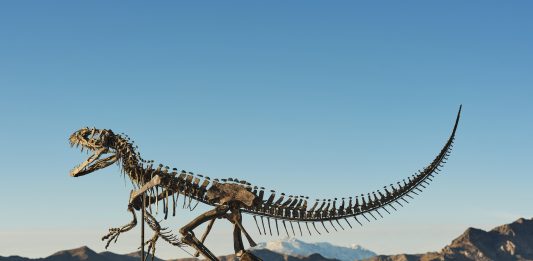 Oltre 30 milioni di dollari per il dinosauro di Sotheby’s