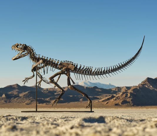 Oltre 30 milioni di dollari per il dinosauro di Sotheby’s
