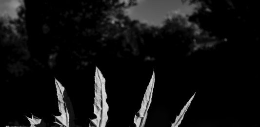 Capri, uno spazio di origine e trasfigurazione nelle fotografie di Antonio Biasiucci