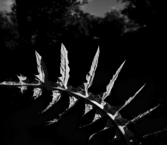 Capri, uno spazio di origine e trasfigurazione nelle fotografie di Antonio Biasiucci