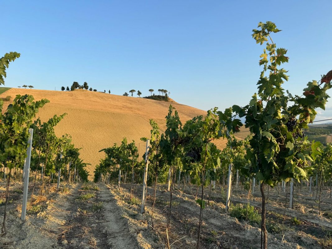 Azienda Mastrangelo Tenimenti del Grifone