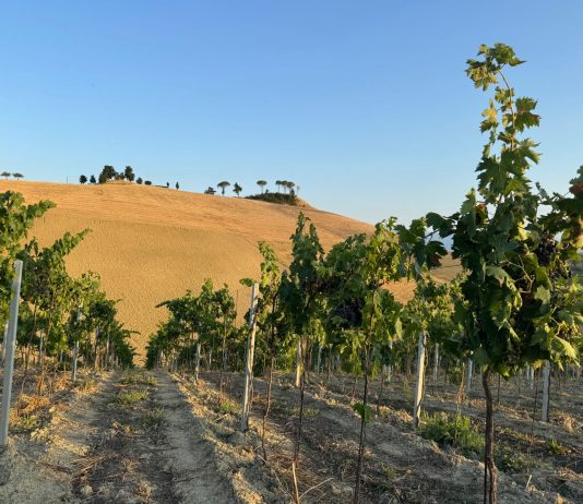 Stefano Arienti – Arte in barricaia 2025 Stefano Arienti – Arte in barricaia 2025