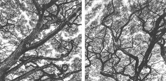 Senti il respiro? È Marcela Cernadas, con Botanical Shyness, a Genova