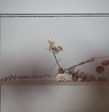 Alla GAM di Torino, Elisabetta Di Maggio mostra la fragile architettura del vivente