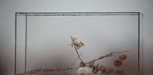 Alla GAM di Torino, Elisabetta Di Maggio mostra la fragile architettura del vivente gam Elisabetta Di Maggio