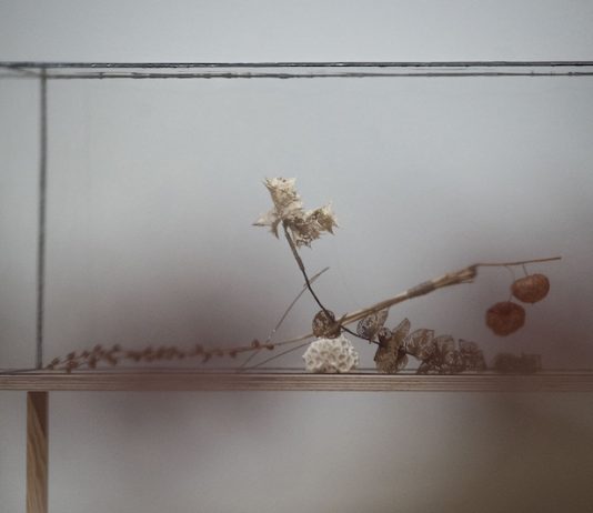 Alla GAM di Torino, Elisabetta Di Maggio mostra la fragile architettura del vivente gam Elisabetta Di Maggio