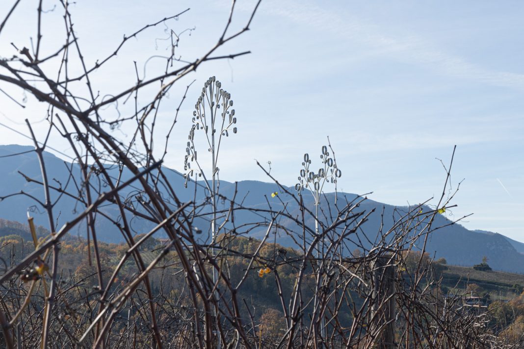 Premio Wine Wise 2025