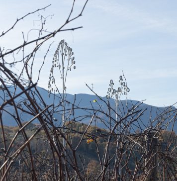 ArtDays si chiude nell’entroterra della Campania, con i fiori di Alberto Tadiello