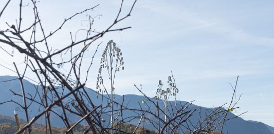 ArtDays si chiude nell’entroterra della Campania, con i fiori di Alberto Tadiello