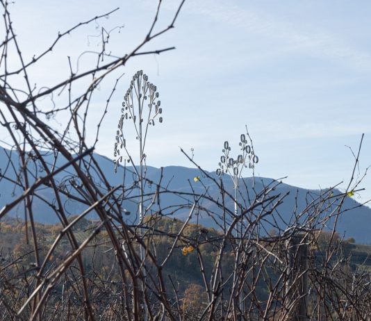 ArtDays si chiude nell’entroterra della Campania, con i fiori di Alberto Tadiello