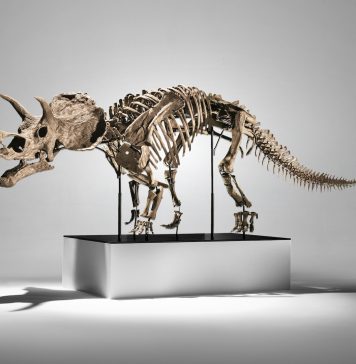 Dentro l’asta: Cera, il giovane Triceratopo di Phillips