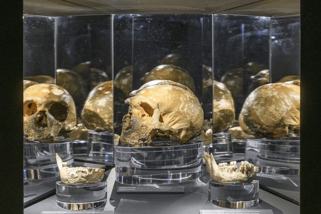 muciv 1-0000 Installation view LABORATORIO NEANDERTHAL. Le scoperte di Grotta Guattari, MUCIV- Museo delle Civiltà, Roma. Foto Giorgio Benni