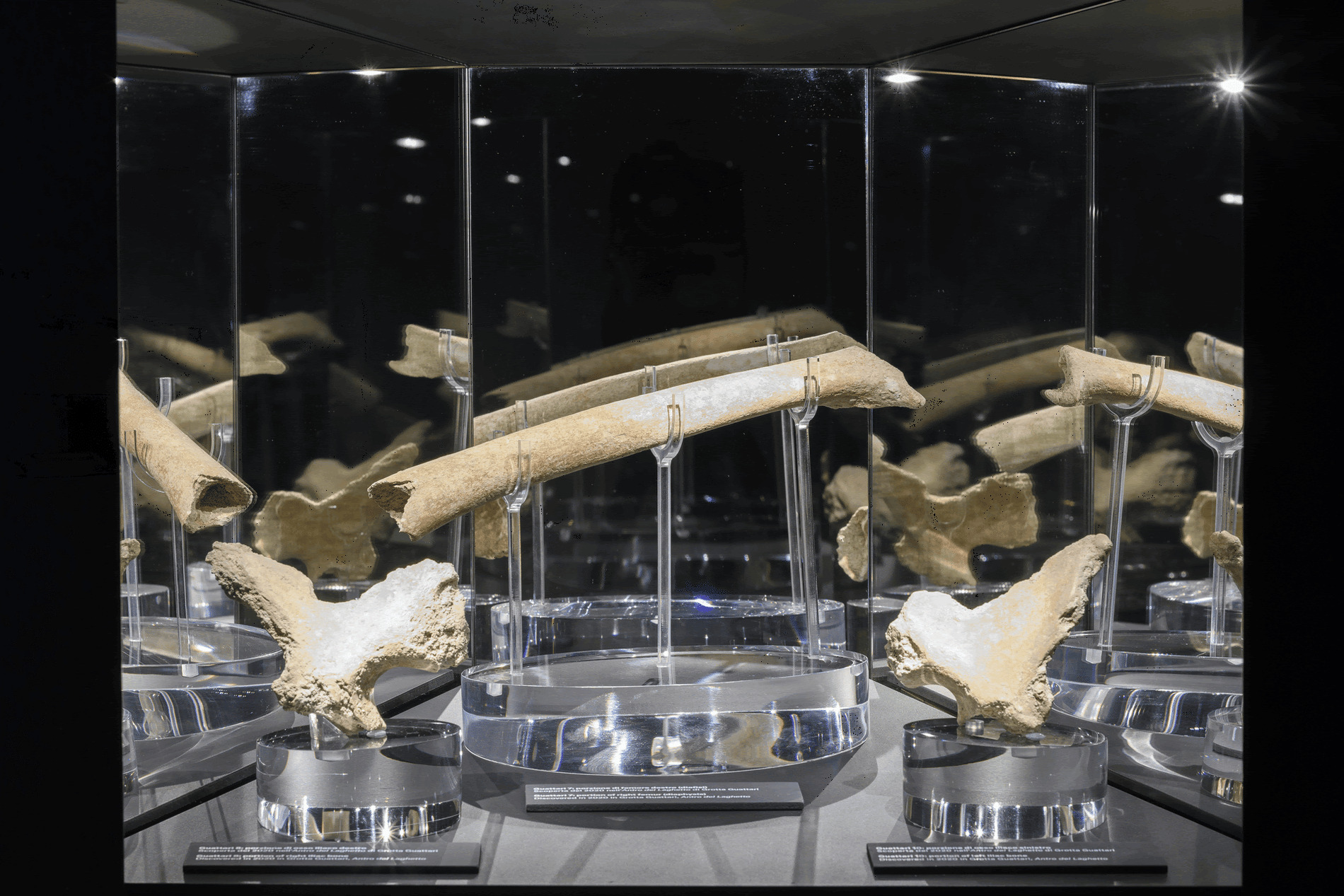 Installation view LABORATORIO NEANDERTHAL. Le scoperte di Grotta Guattari, MUCIV- Museo delle Civiltà, Roma. Foto Giorgio Benni