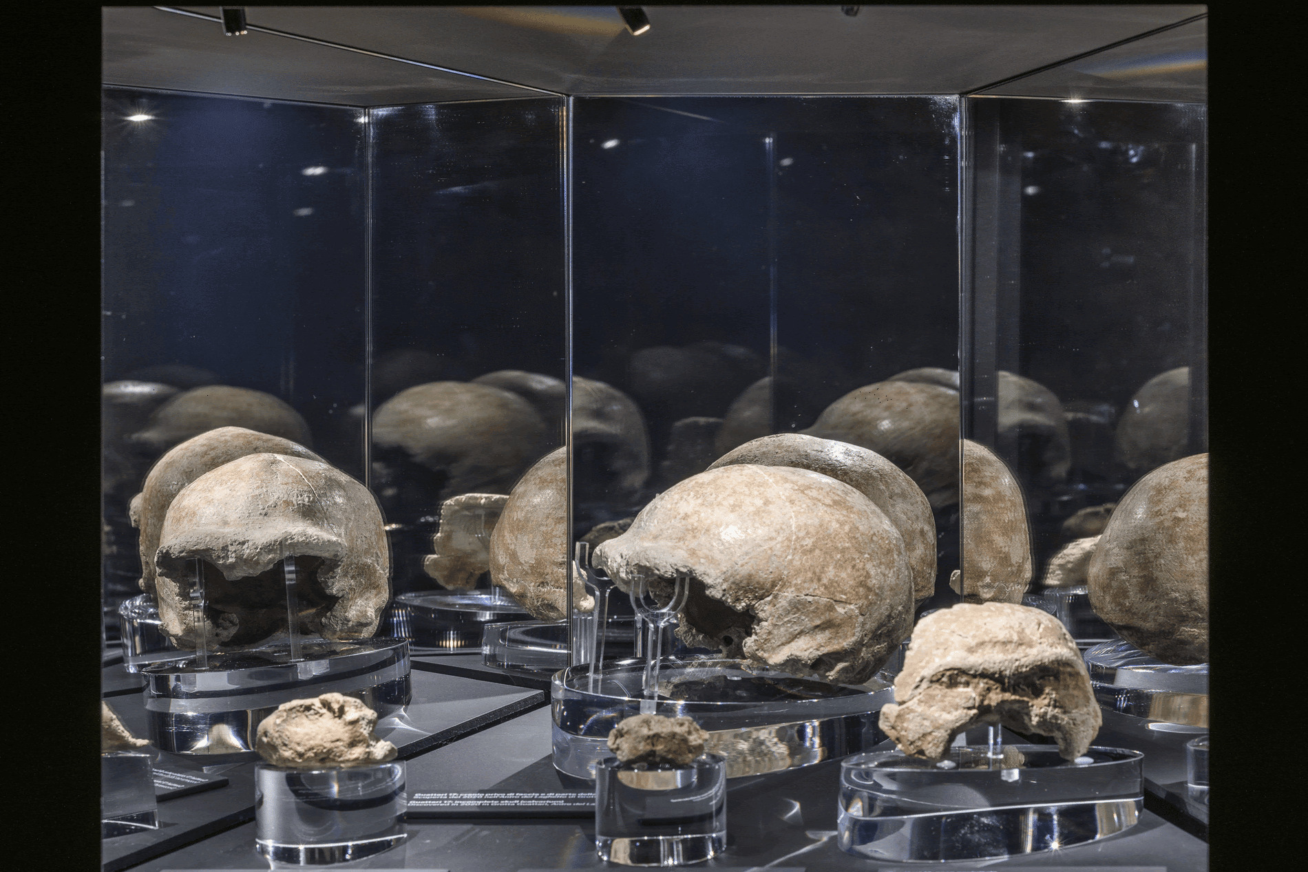 Installation view LABORATORIO NEANDERTHAL. Le scoperte di Grotta Guattari, MUCIV- Museo delle Civiltà, Roma. Foto Giorgio Benni