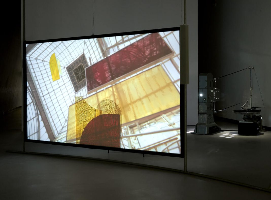 rosa barba rosa barba