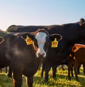 Il nuovo progetto di MSCHF ci fa scegliere tra un vitello vivo o 1200 hamburger