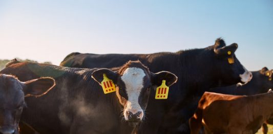 Il nuovo progetto di MSCHF ci fa scegliere tra un vitello vivo o 1200 hamburger