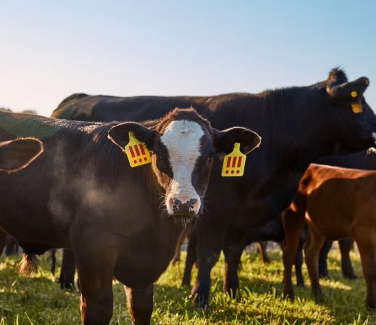 Il nuovo progetto di MSCHF ci fa scegliere tra un vitello vivo o 1200 hamburger